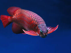 Buy Super Red Arowana Fish