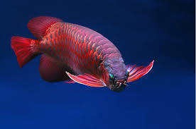 Buy Super Red Arowana Fish