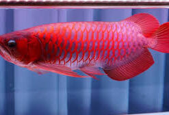 Buy Super Red Arowana Fish