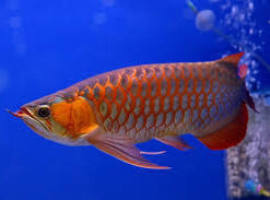 Buy Asian Red Arowana Fish