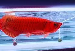 Buy Asian Red Arowana Fish