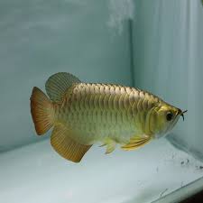 Cross back Arowana for sale can be fun for anyone