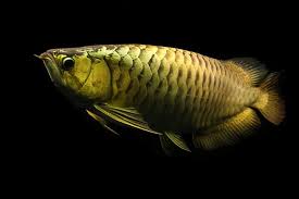 Cross back Arowana for sale can be fun for anyone