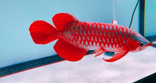 2025/08/22 Essential elements for buying Asian Red Arowana Fish