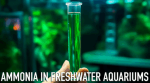 Buy Golden Arowana online 