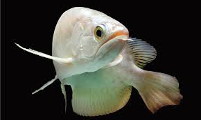 The greatest guide to buy platinum white Arowana Fish