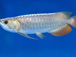 2025/08/22 The single best strategy to use for arapaima arowana fish