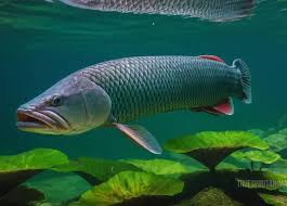 The single best strategy to use for arapaima arowana fish