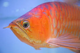 2025/08/22 What does buy Asian red Arowana mean