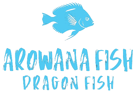 Arowana fish for sale